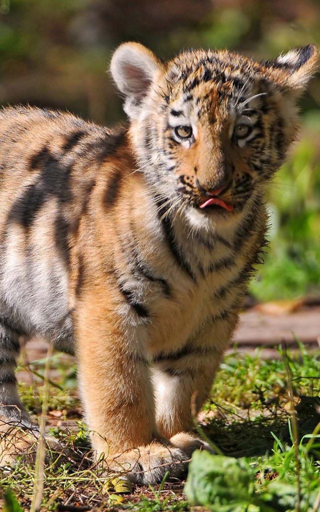 Tiger Cub 4k Ultra Hd Mobile Wallpaper