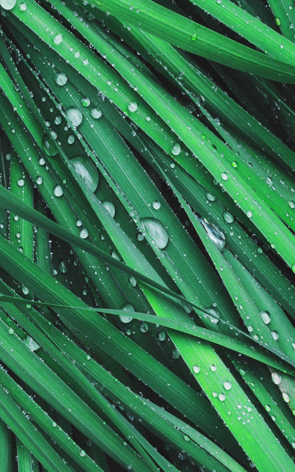 Grass Dew Drops 4K Ultra HD Mobile Phone Wallpaper