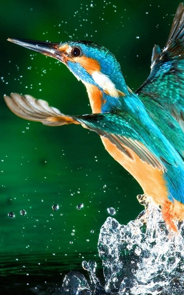 Kingfisher Bird 4K Ultra HD Mobile Wallpaper