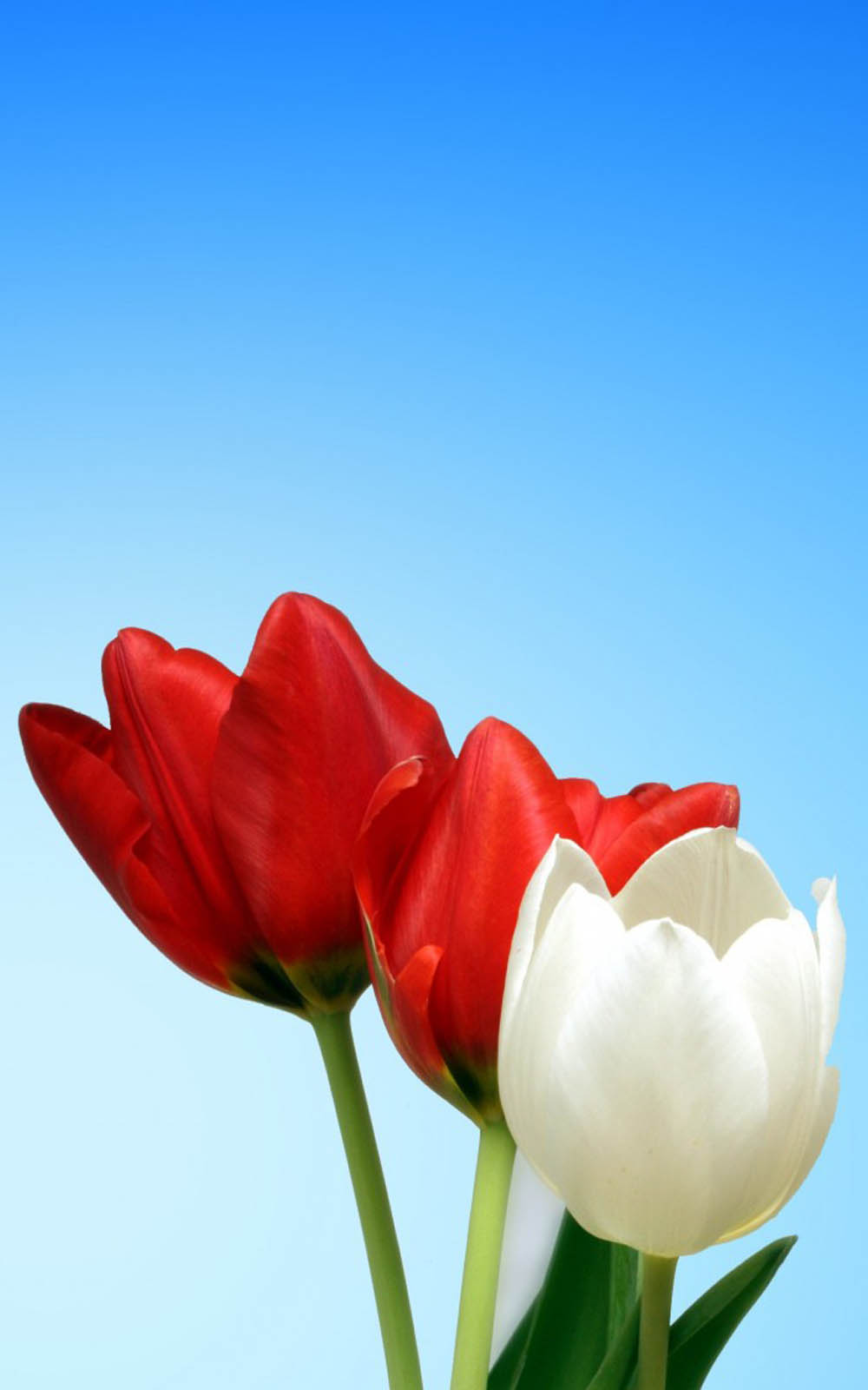 Red White Tulips 4K Ultra HD Mobile Wallpaper