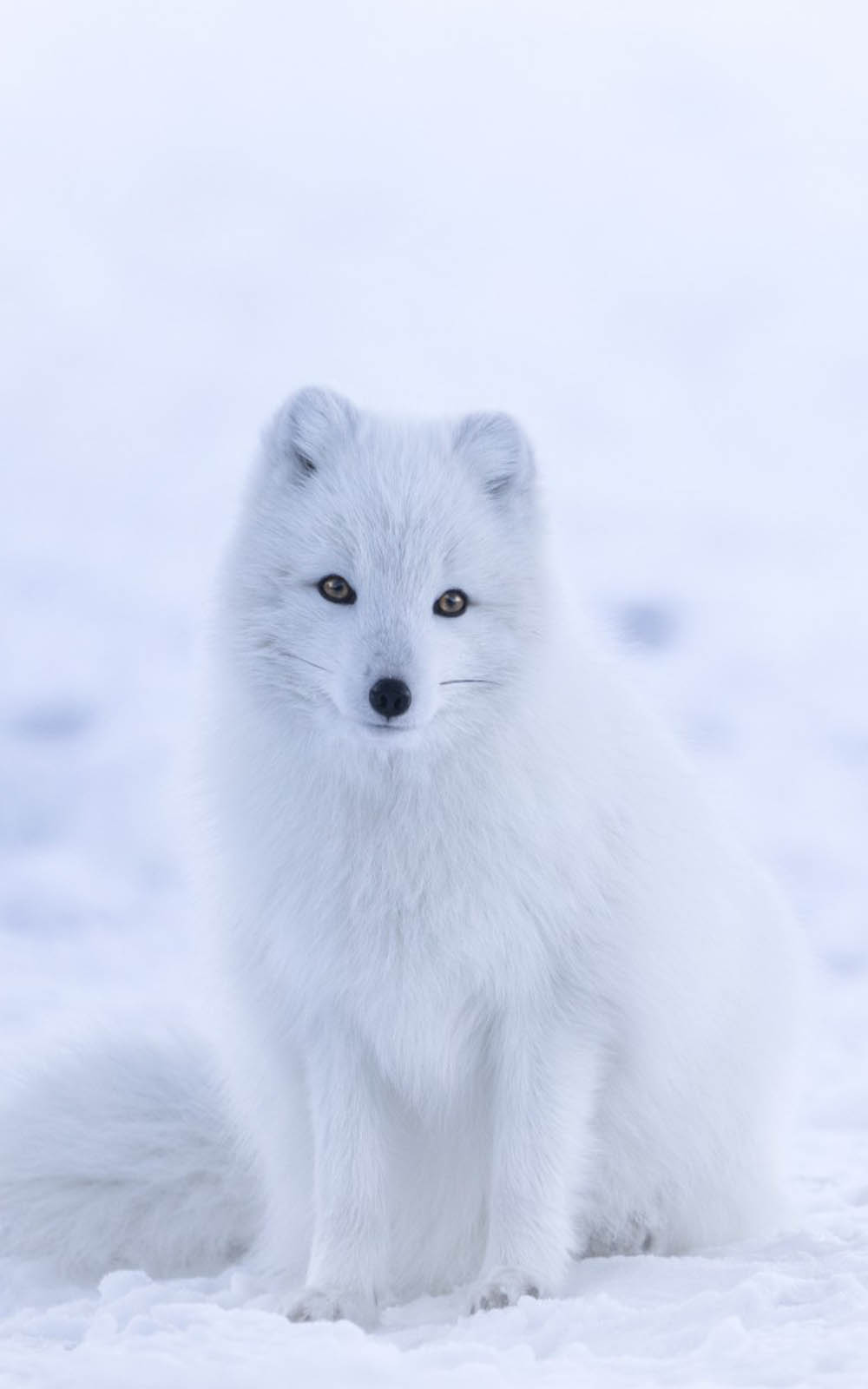 Cute White Arctic Fox 4K Ultra HD Mobile Wallpaper