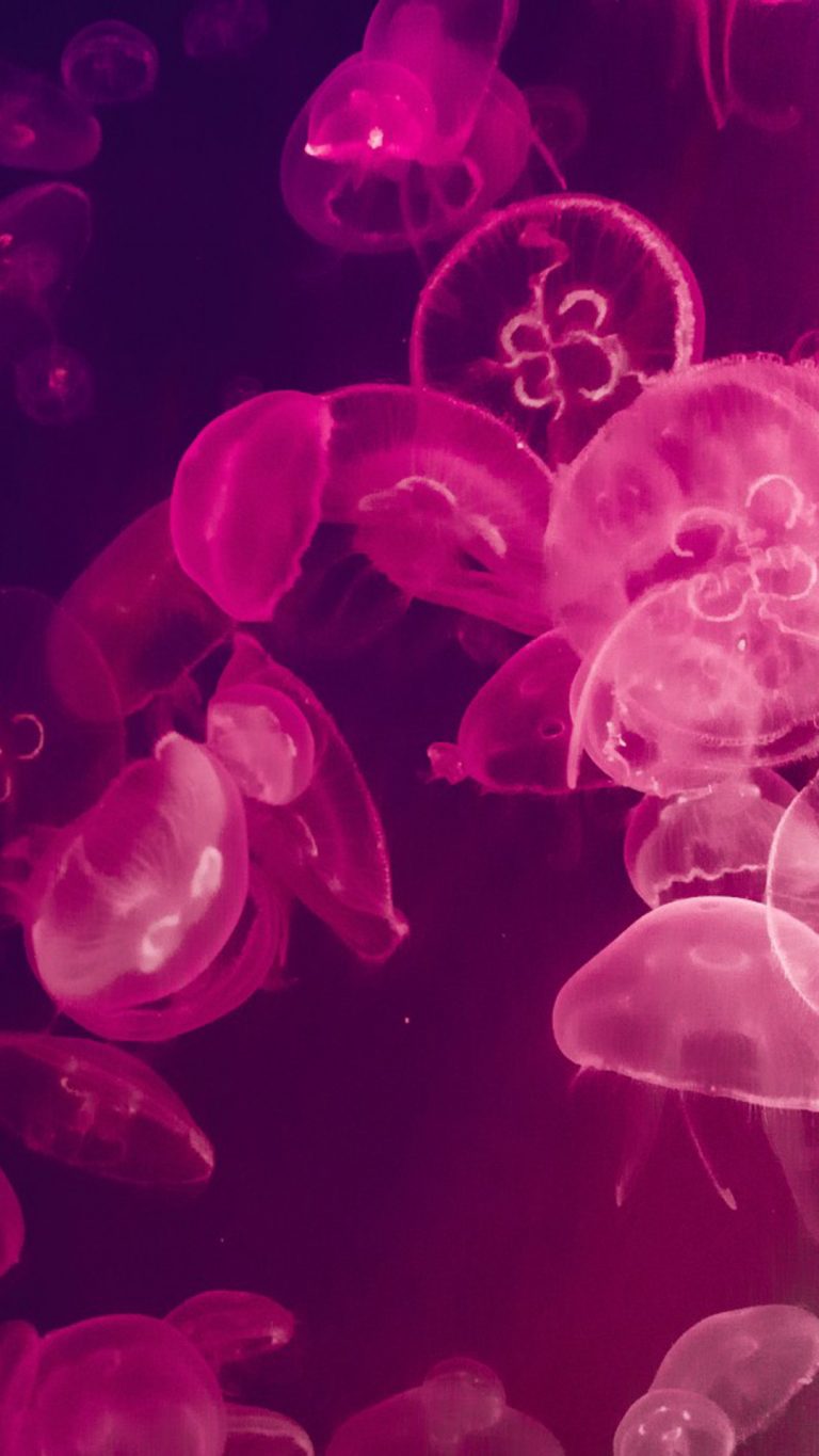 Pink Jellyfishes Underwater 4K Ultra HD Mobile Wallpaper