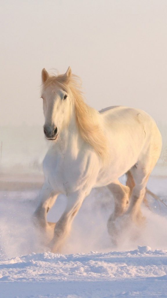 White Horse Running Winter Snow 4K Ultra Hd Mobile Wallpaper
