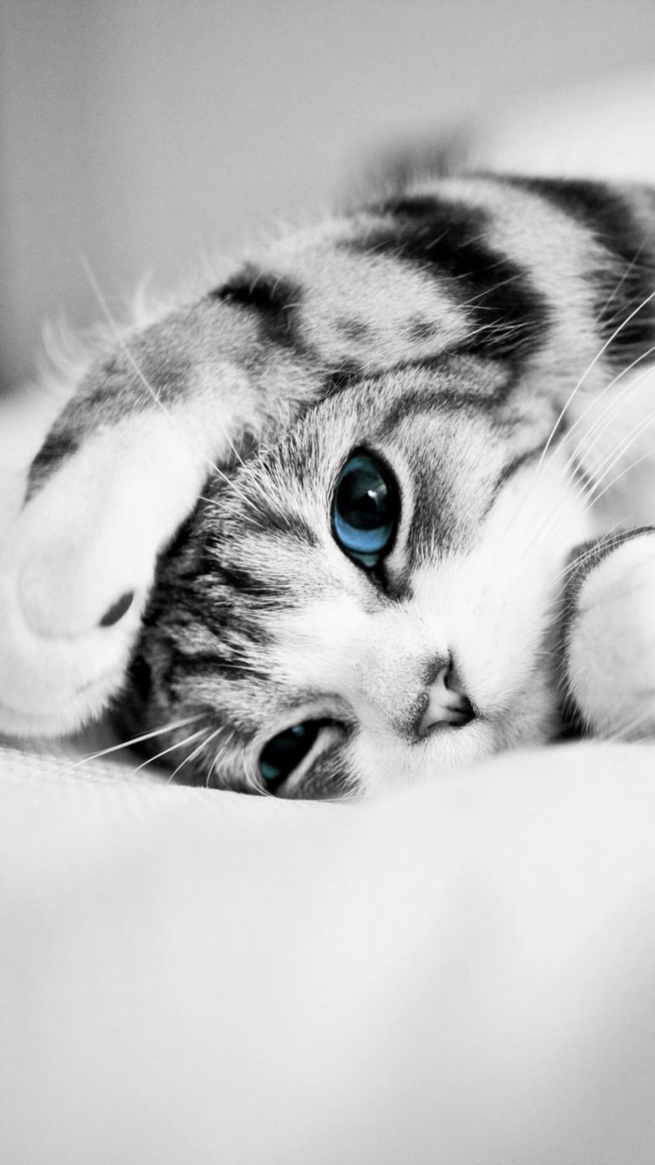 Cute Kittens Wallpapers For Mobile Hd