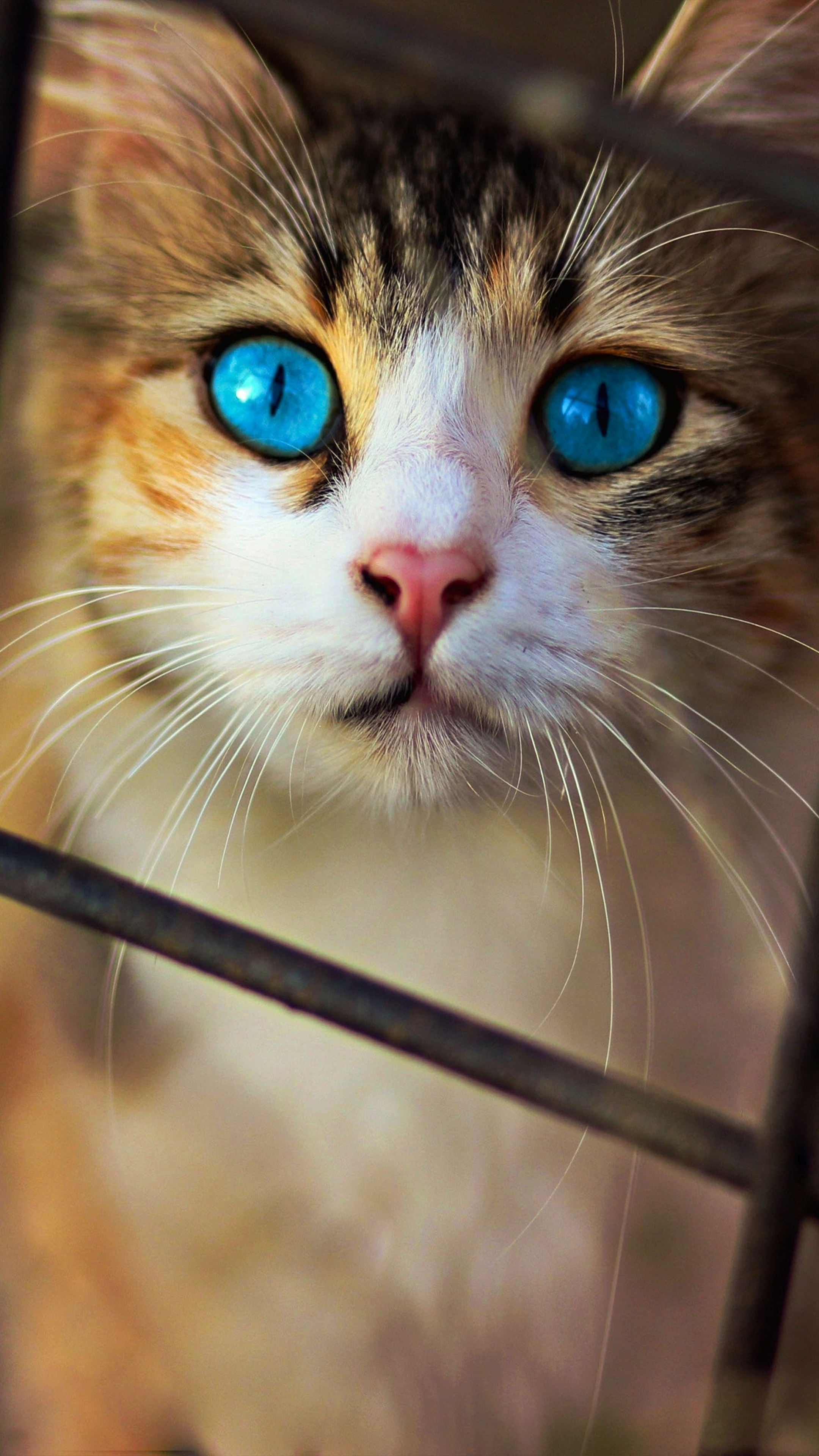 Cute cat Wallpapers Download | MobCup