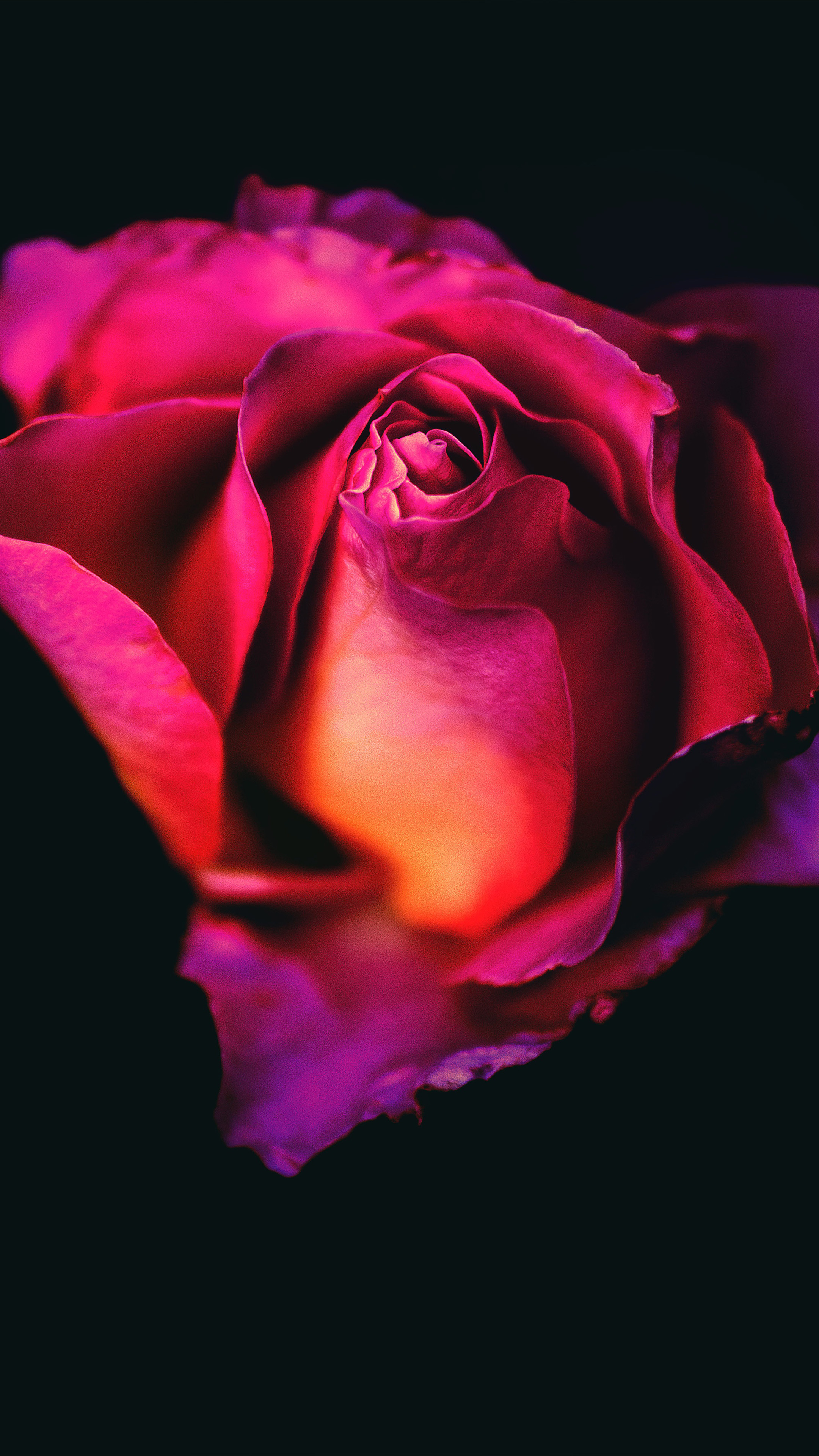Red Rose Live Wallpaper for Android - Download the APK from Uptodown
