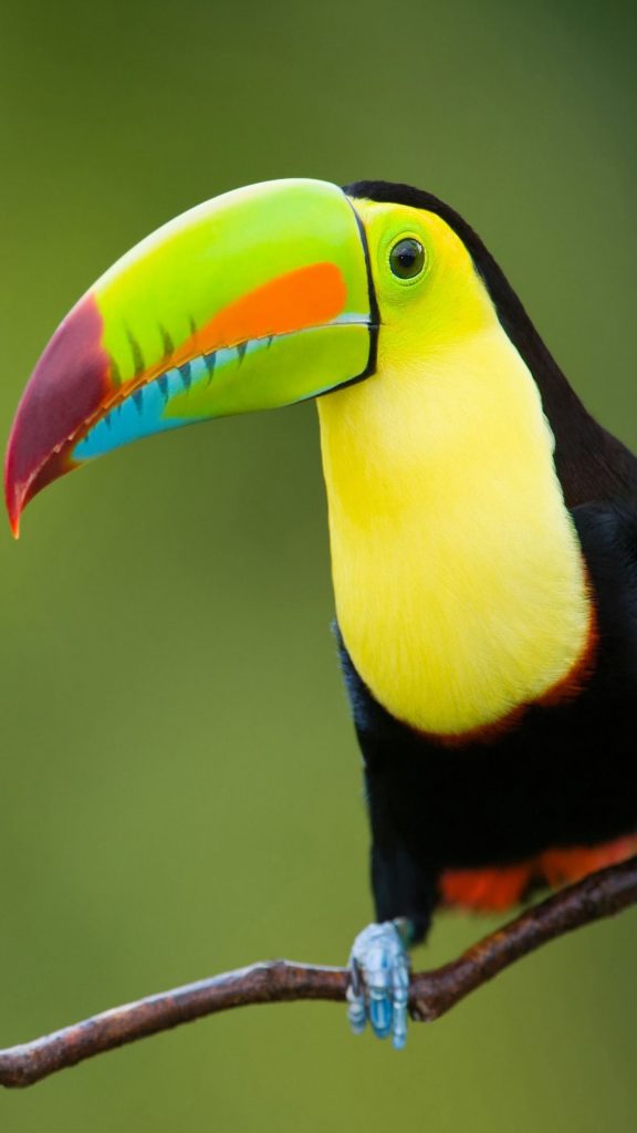 Toucan Bird 4K Ultra HD Mobile Wallpaper