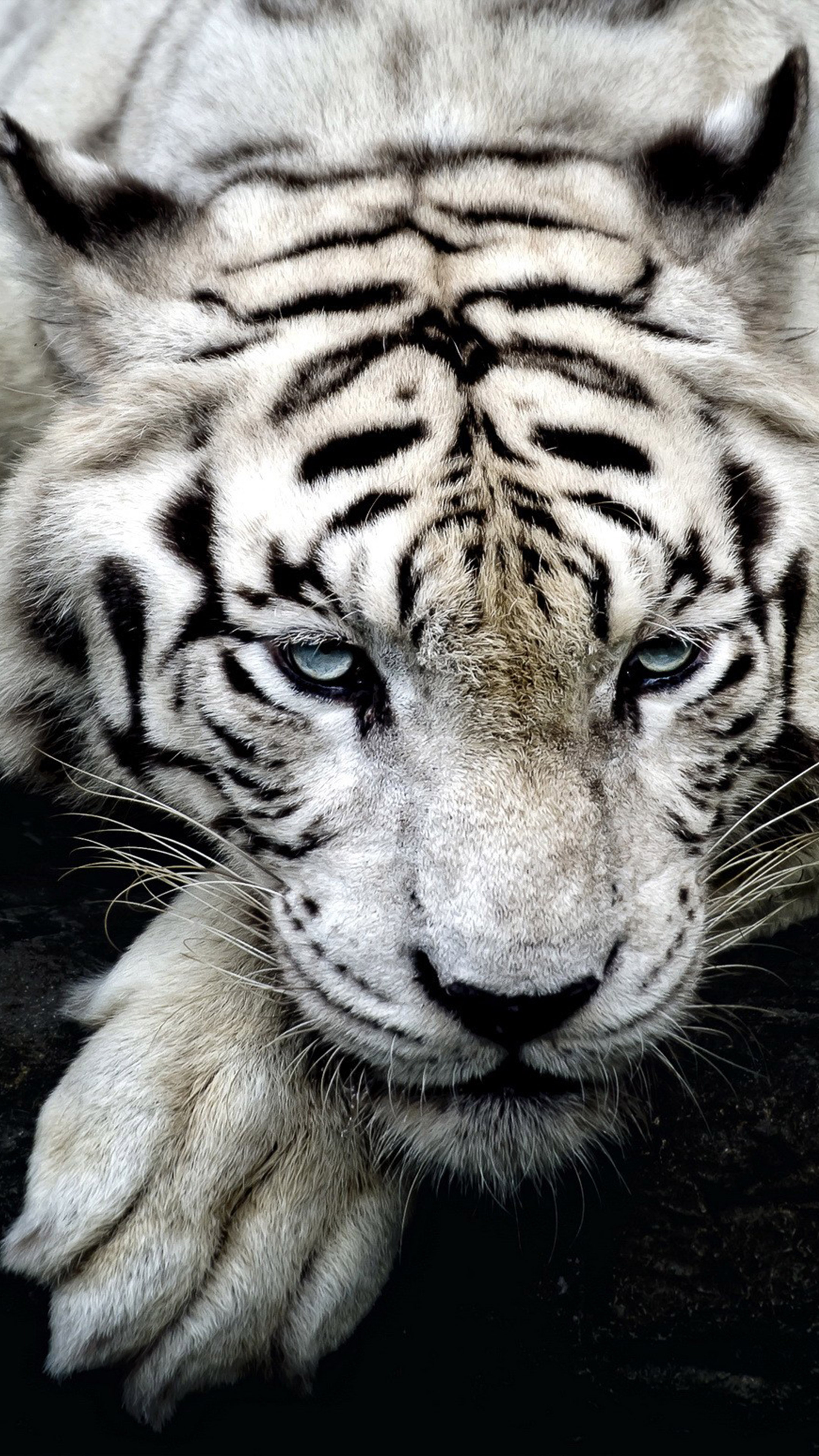 White Tiger Wildlife 4K Ultra HD Mobile Wallpaper