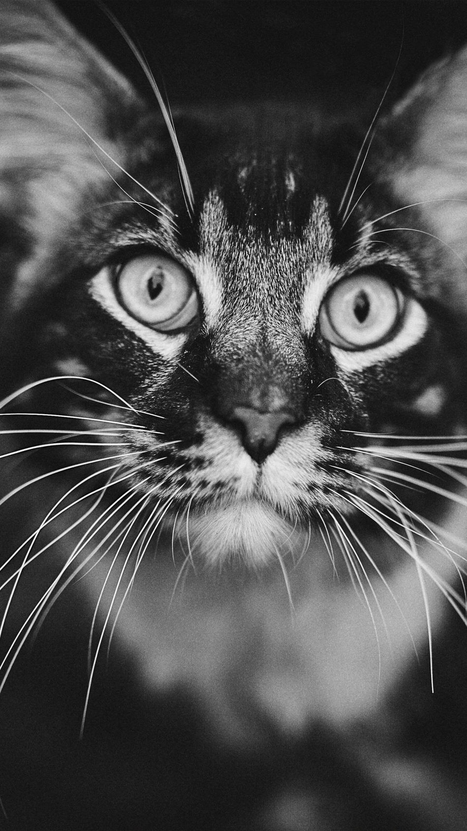 Staring Cat Black & White 4K Ultra HD Mobile Wallpaper