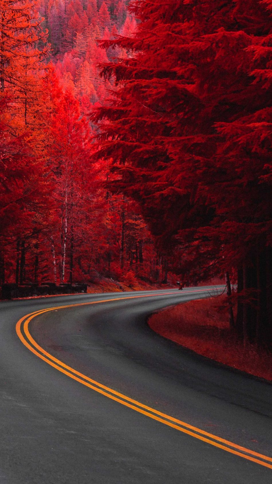 Cây thông đỏ đường khiến cho bối cảnh trở nên nổi bật hơn bao giờ hết. Hãy ngắm nhìn trong hình ảnh này ấy những cây thông đỏ rực rỡ và cảm nhận cảm giác yên bình và thư giãn trong bạn.