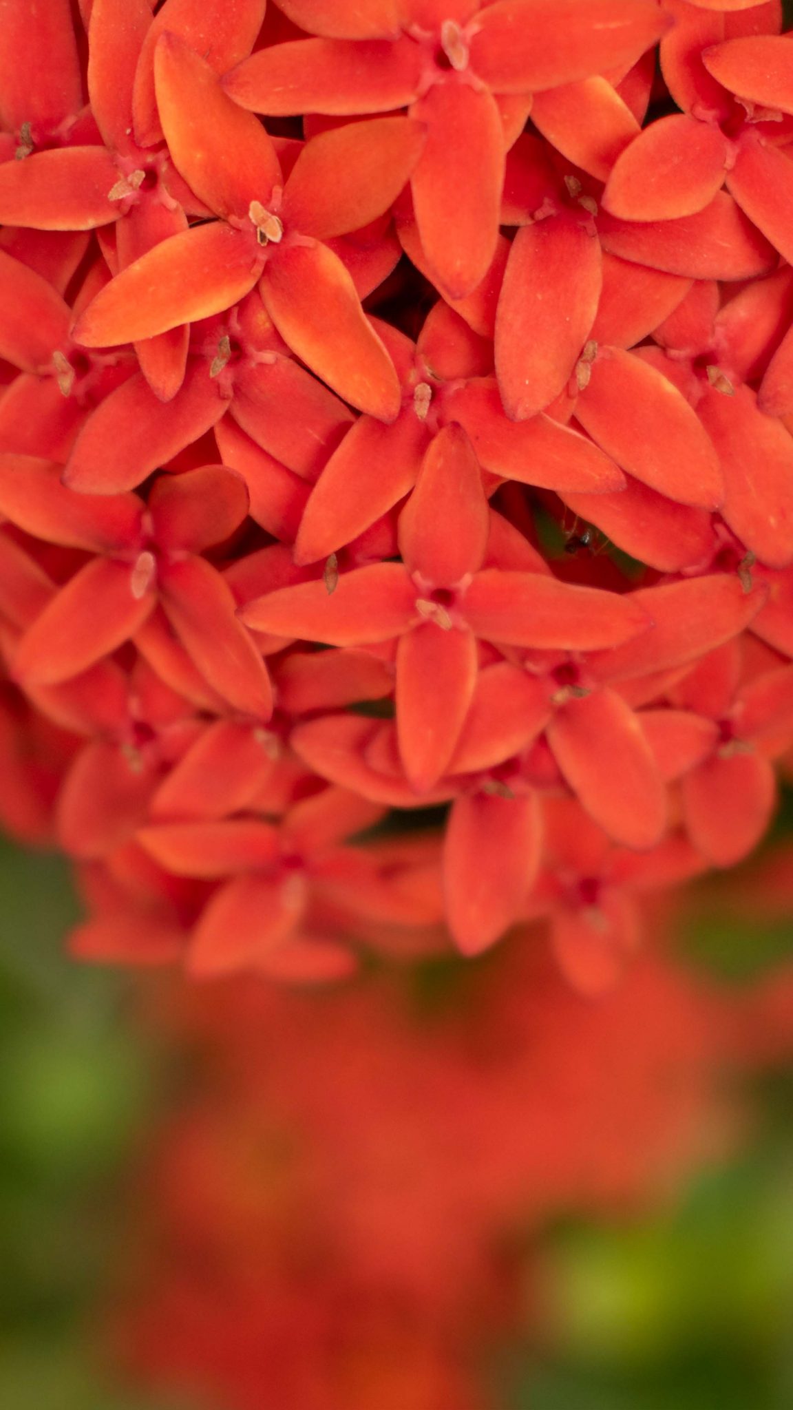 Red Ixora Flower Micro 4K Ultra HD Mobile Wallpaper