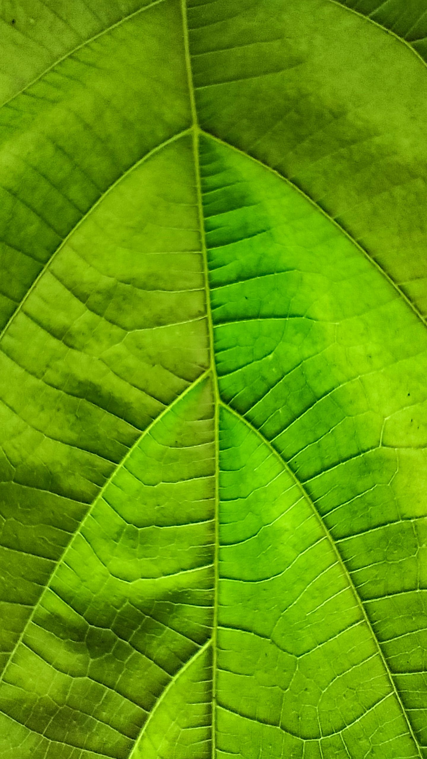 Green Leaf Wallpapers  Top Free Green Leaf Backgrounds  WallpaperAccess