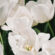 Bunch of White Tulipa Branca 4K Ultra HD Mobile Wallpaper