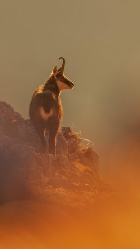 Chamois On The Rocky Hill Morning 4K Ultra HD Mobile Wallpaper