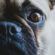 Close Up Click Pug Dog Face 4K Ultra HD Mobile Wallpaper