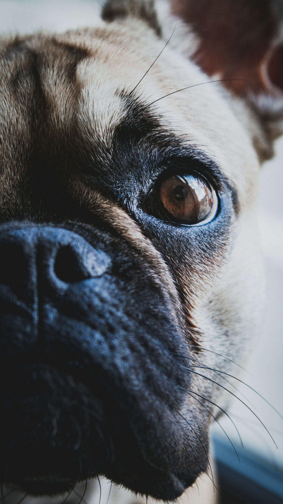Close Up Click Pug Dog Face 4K Ultra HD Mobile Wallpaper