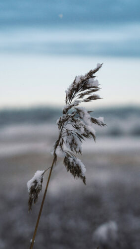 Frozen Grass Plant Snow Covered Winter 4K Ultra HD Mobile Wallpaper