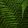 Golden Fern Leaves 4K Ultra HD Mobile Wallpaper