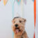 Otterhound Dog Birthday Celebration 4K Ultra HD Mobile Wallpaper