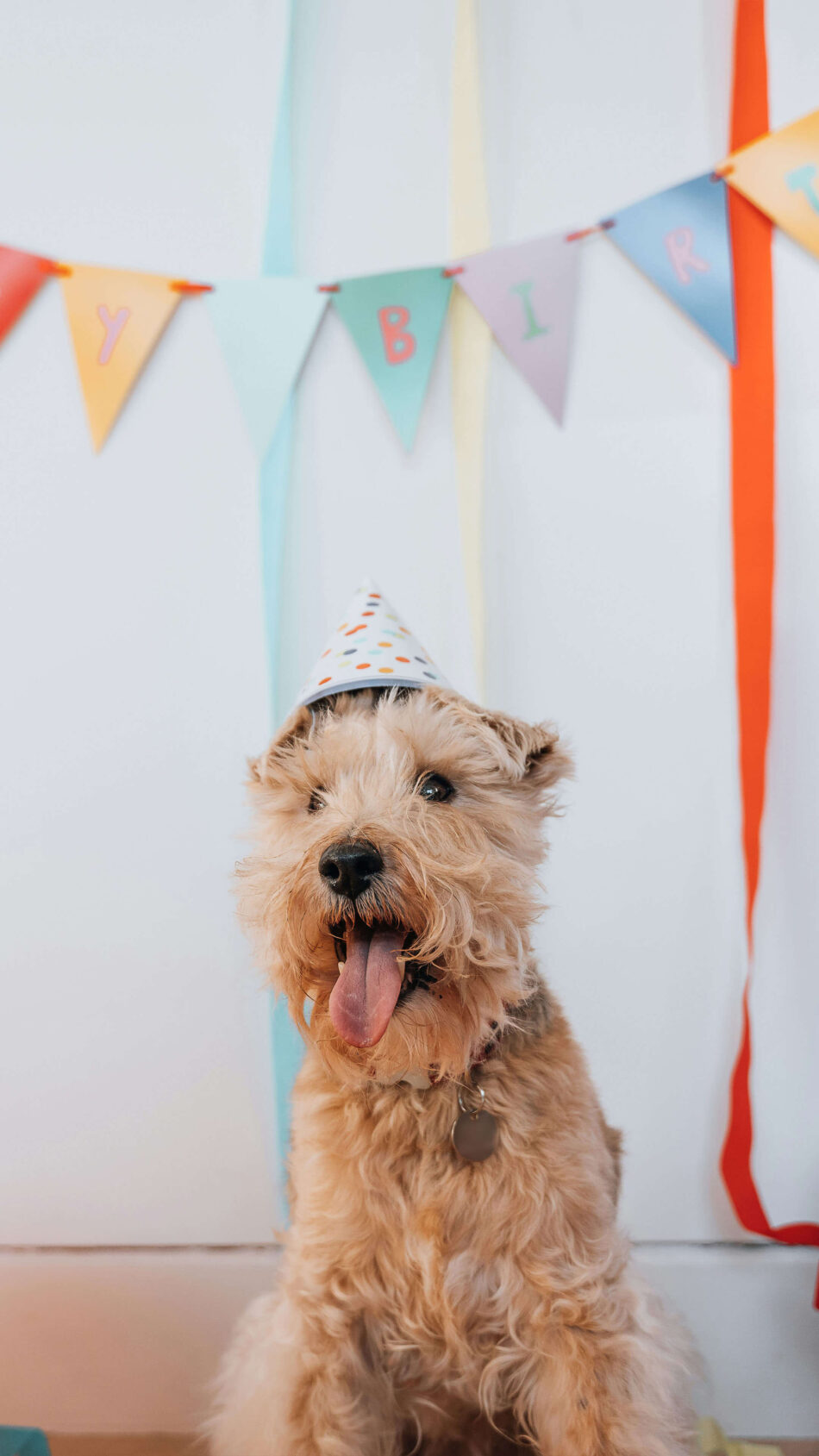 Otterhound Dog Birthday Celebration 4K Ultra HD Mobile Wallpaper