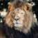 Adult Lion 4K Ultra HD Mobile Wallpaper