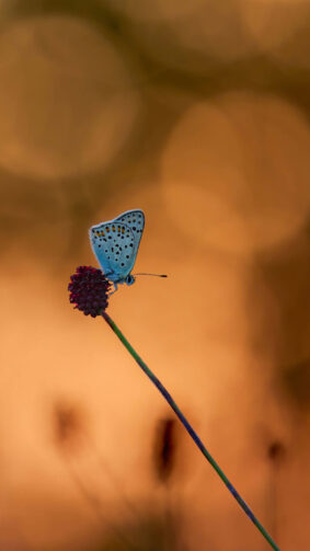 Butterfly On Flower Golden Evening Background 4K Ultra HD Mobile Wallpaper
