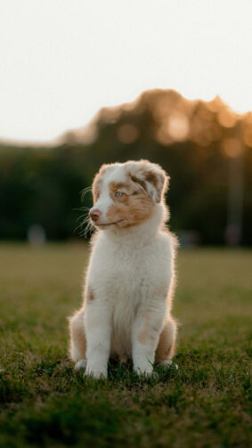 Cute Australian Shepherd Puppy Grass Field Evening 4K Ultra HD Mobile Wallpaper