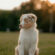 Cute Australian Shepherd Puppy Grass Field Evening 4K Ultra HD Mobile Wallpaper