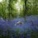 Forest Filled With Bluebell Flowers 4K Ultra HD Mobile Wallpaper