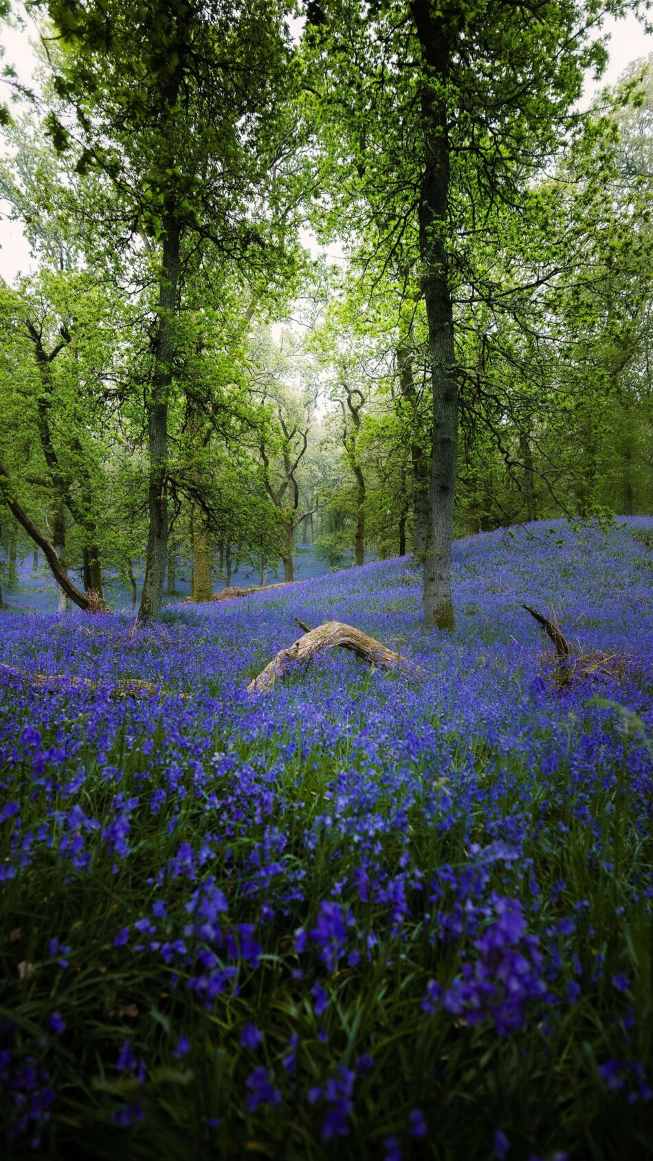 Forest Filled With Bluebell Flowers 4K Ultra HD Mobile Wallpaper