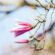 Pink Magnolia Flower 4K Ultra HD Mobile Wallpaper