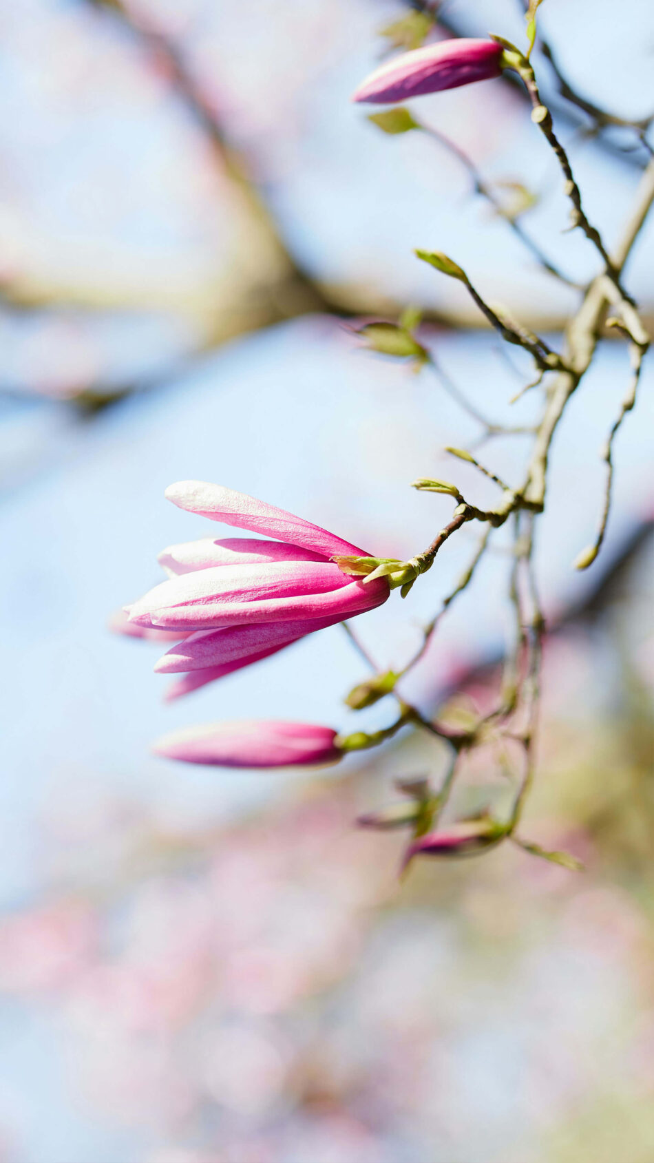 Pink Magnolia Flower 4K Ultra HD Mobile Wallpaper