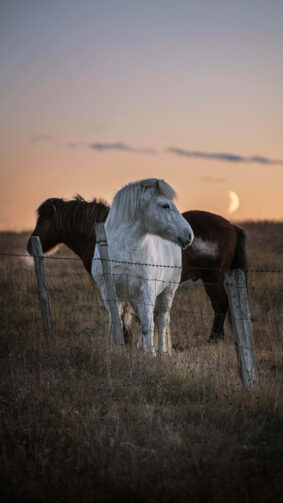 White & Black Horse Evening Grass Field 4K Ultra HD Mobile Wallpaper