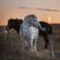 White & Black Horse Evening Grass Field 4K Ultra HD Mobile Wallpaper