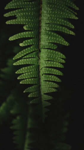 Aesthetic Green Fern Dark Background 4K Ultra HD Mobile Phone Wallpaper