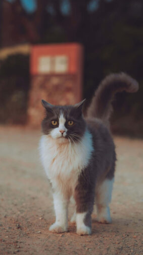 Cat on Street Morning 4K Ultra HD Mobile Phone Wallpaper