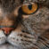 Close-up Angry Cat Photography 4K Ultra HD Mobile Phone Wallpaper