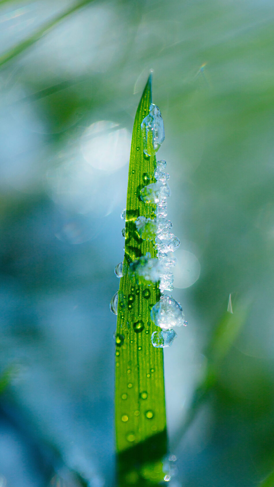 Fresh Snow on Green Grass Leaf 4K Ultra HD Mobile Phone Wallpaper