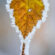 Beautiful Frozen Heart Shape Leaf Snow Winter 4K Ultra HD Mobile Phone Wallpaper