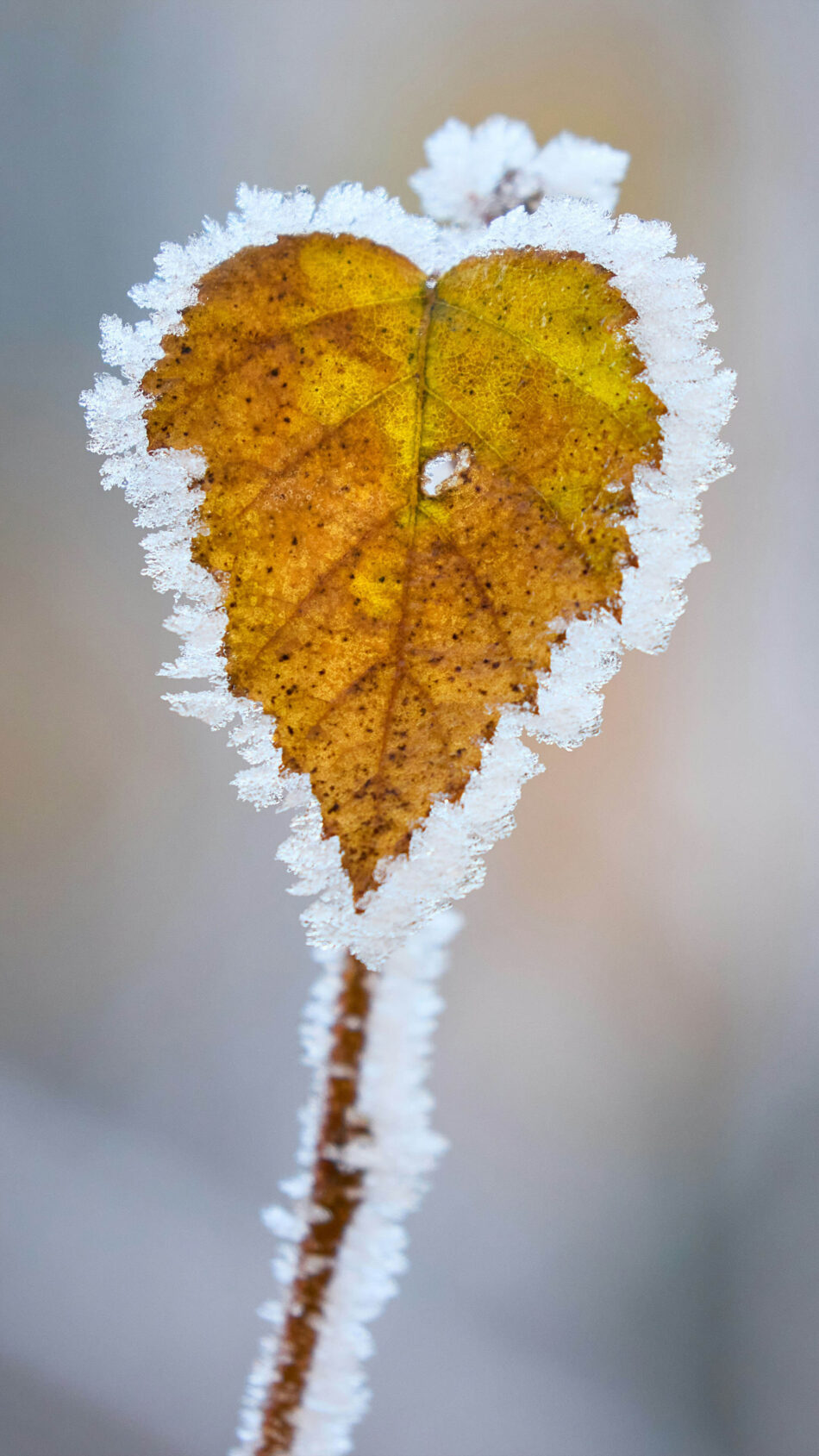 Beautiful Frozen Heart Shape Leaf Snow Winter 4K Ultra HD Mobile Phone Wallpaper