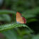 Butterfly on Green Leaf 4K Ultra HD Mobile Phone Wallpaper