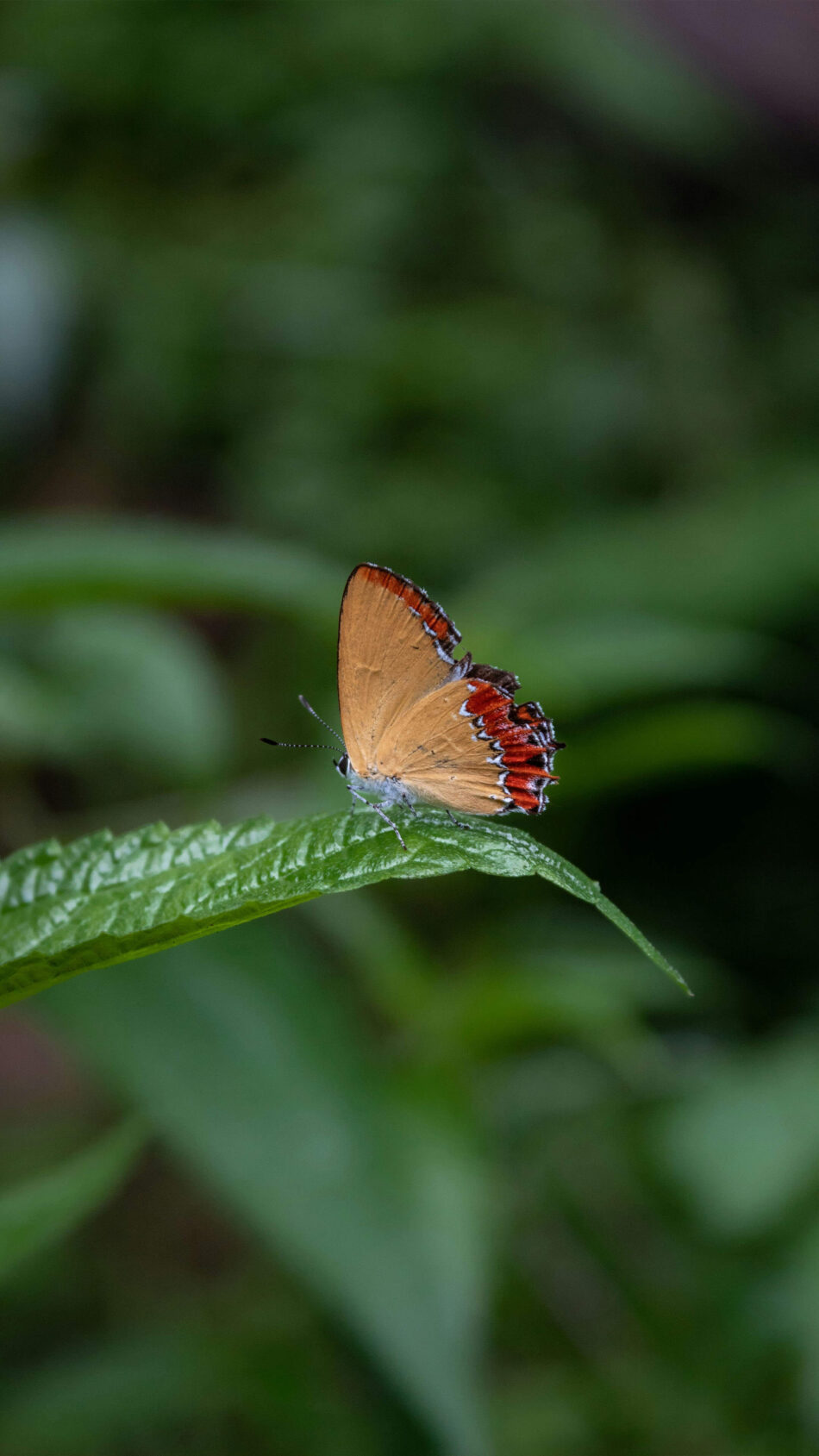 Butterfly on Green Leaf 4K Ultra HD Mobile Phone Wallpaper