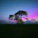 Tree Evening Blue Purple Sky Photography 4K Ultra HD Mobile Phone Wallpaper