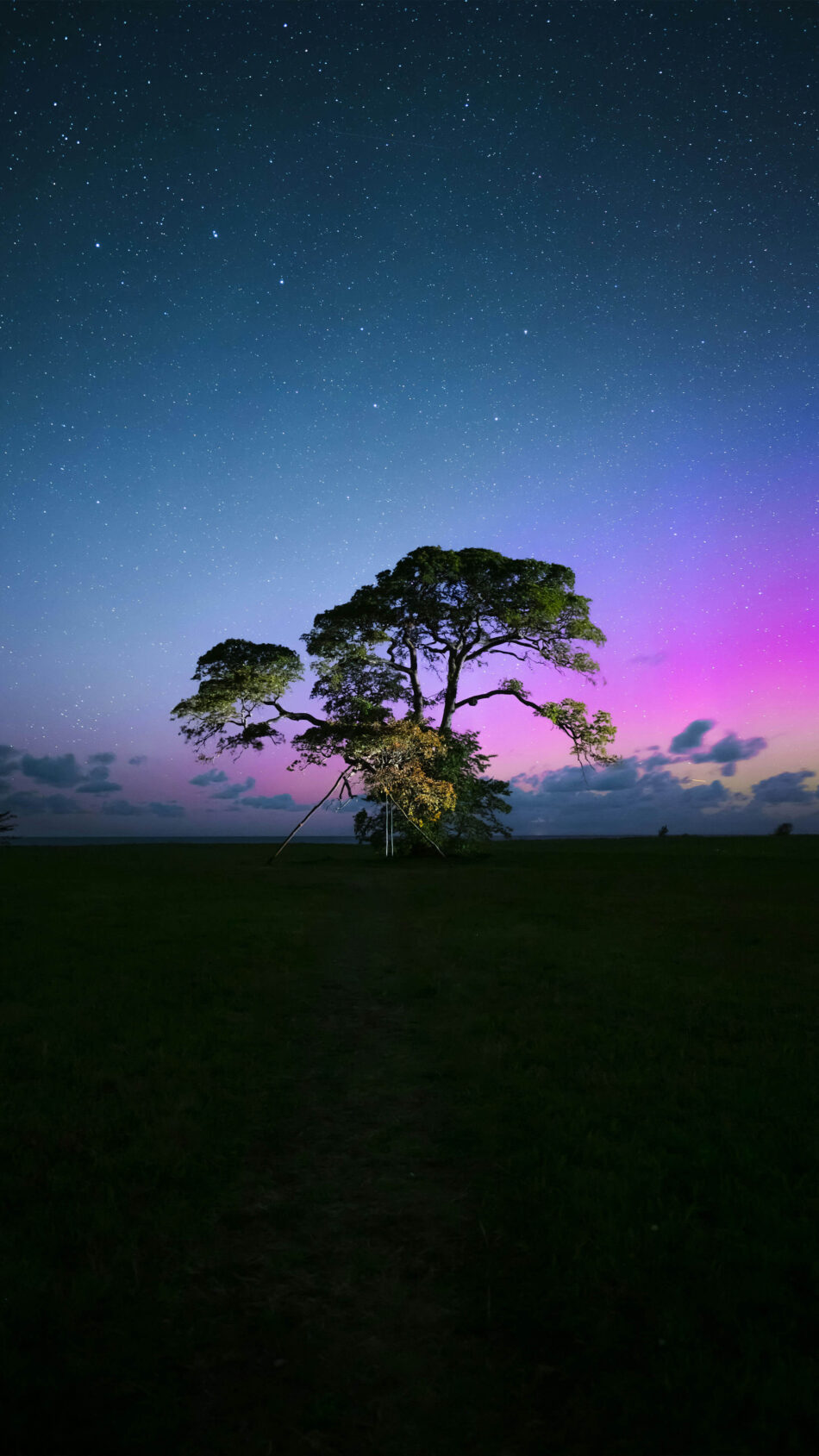 Tree Evening Blue Purple Sky Photography 4K Ultra HD Mobile Phone Wallpaper