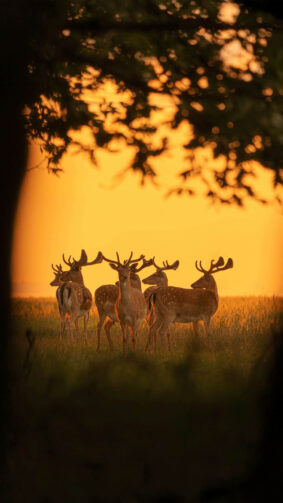 Group of Deer Enjoying Golden Sunset 4K Ultra HD Mobile Phone Wallpaper