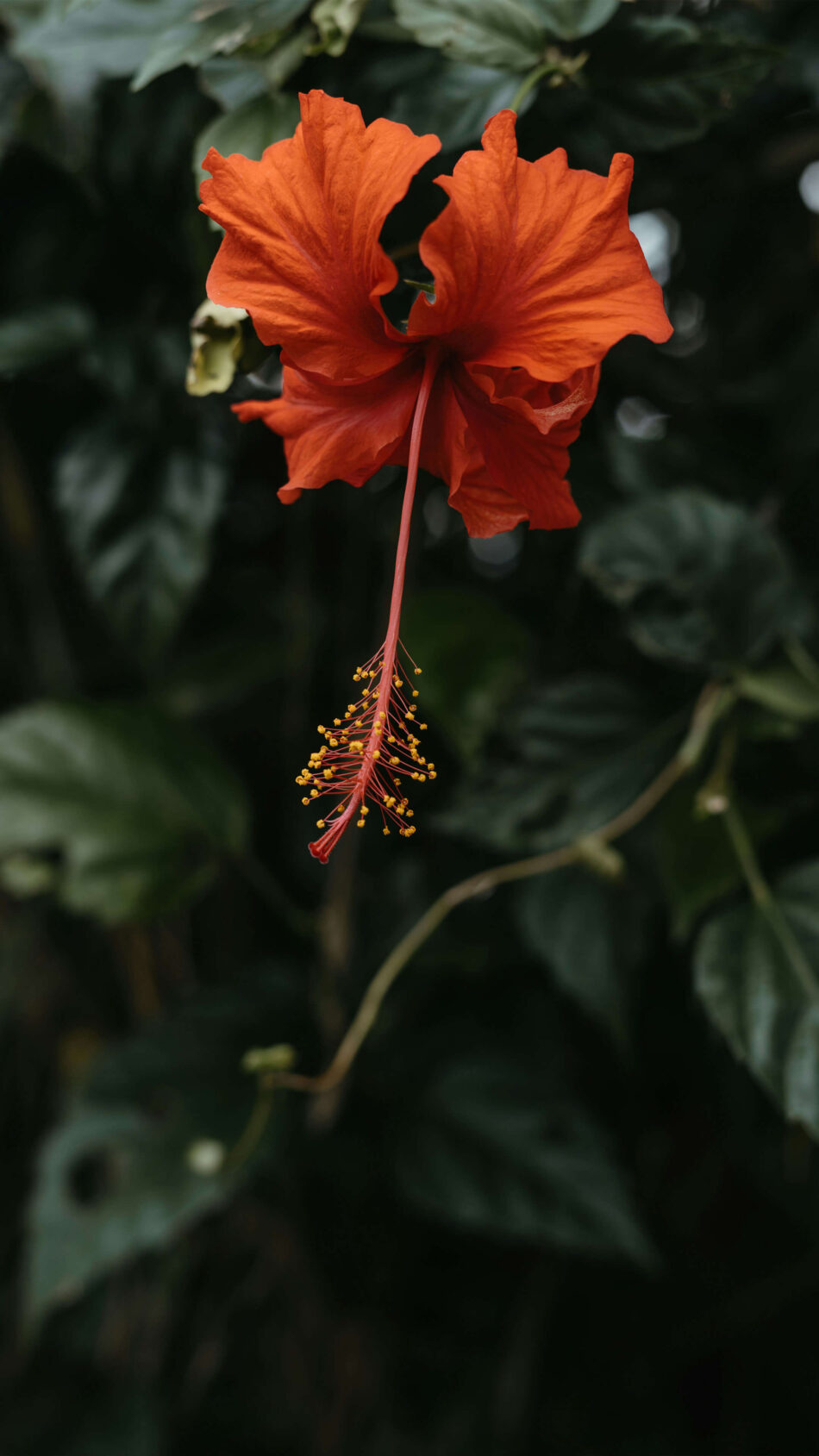 Orange Hibiscus Flower 4k Ultra HD Mobile Phone Wallpaper