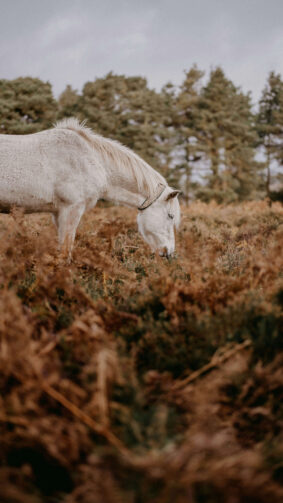 White Horse Eating Grass 4K Ultra HD Mobile Phone Wallpaper