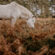 White Horse Eating Grass 4K Ultra HD Mobile Phone Wallpaper