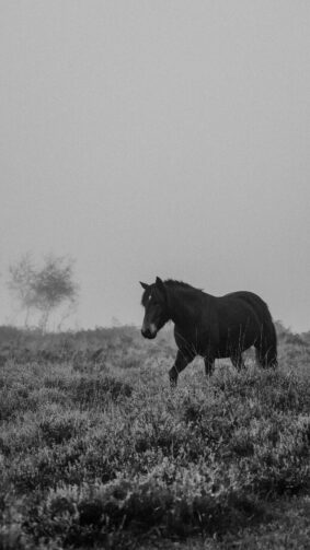 Black Horse Winter Fog Grass Field 4K Ultra HD Mobile Phone Wallpaper