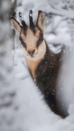 Curious Chamois in a Snowy Forest 4K Ultra HD Mobile Wallpaper